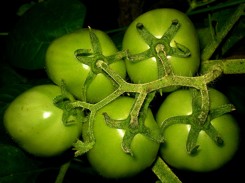 green-tomatoes.jpg